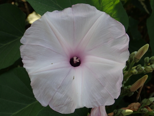 Ipomoea carnea