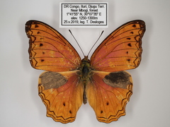 Lachnoptera anticlia