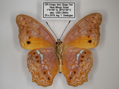 Lachnoptera anticlia