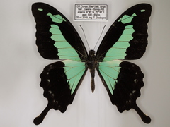 Papilio phorcas congoanus