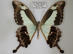 Papilio phorcas congoanus
