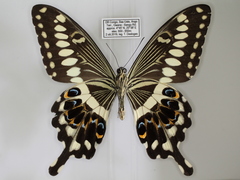 Papilio lormieri lormieri