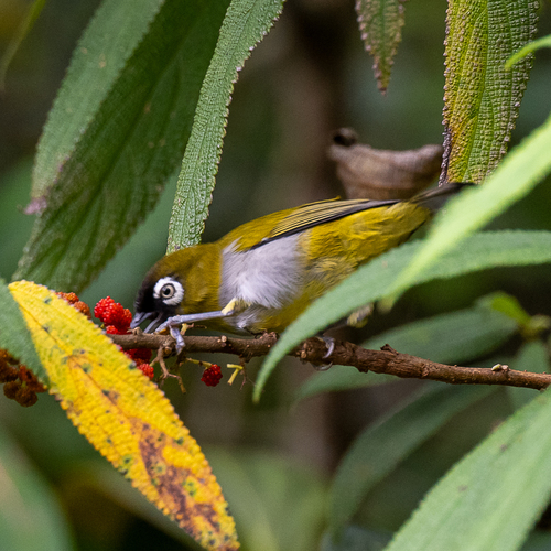Black-capped White-eye (Zosterops atricapilla), photo 8