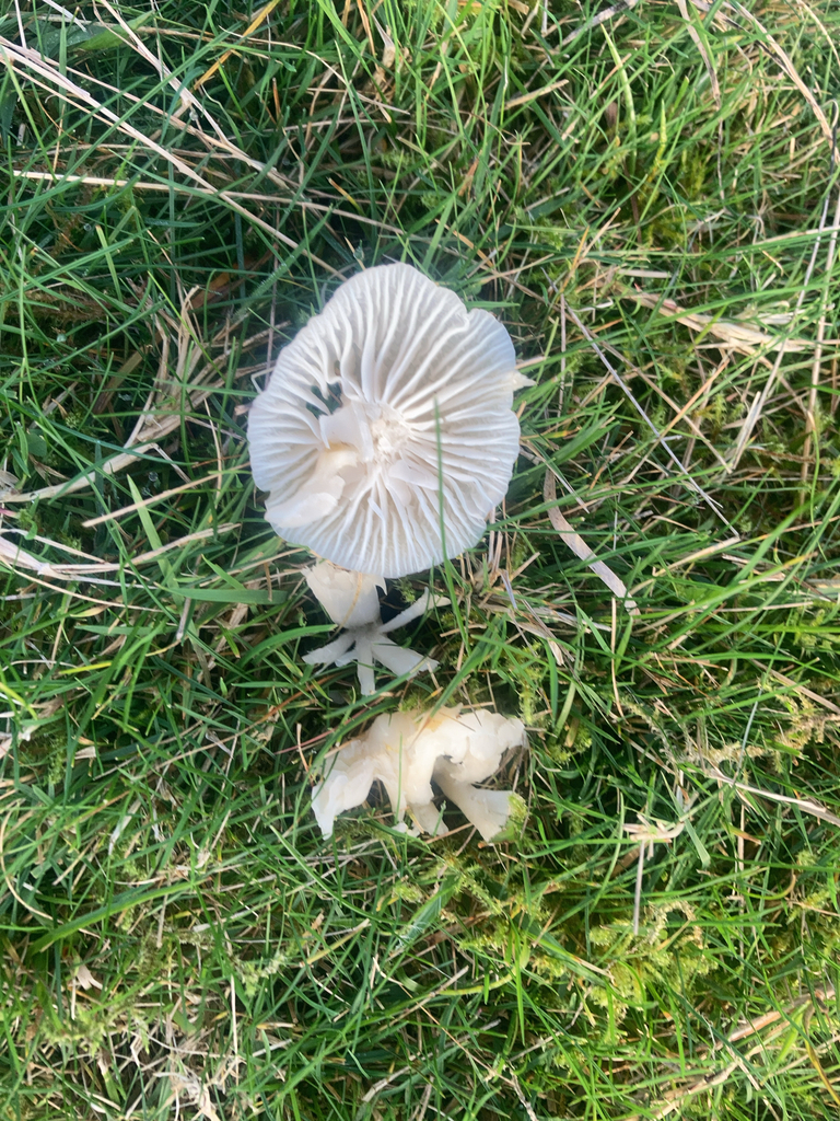 Cuphophyllus virgineus · November 2025 · photo: © craignerrad (iNaturalist, cc-by)