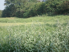 Persicaria lapathifolia lanata