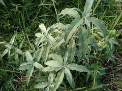 Persicaria lapathifolia lanata