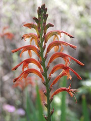 Chasmanthe floribunda image