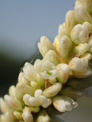 Persicaria lapathifolia lanata