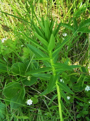 Lobelia sessilifolia