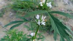 Leonurus sibiricus albiflorus