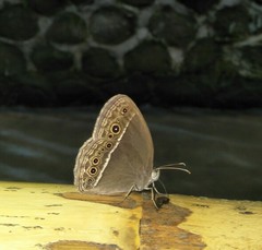 Mycalesis horsfieldi