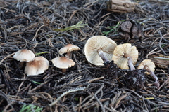 Lepiota neophana