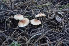 Lepiota neophana