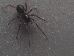 Oedignatha scrobiculata