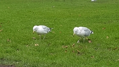 Larus argentatus