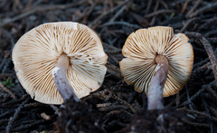 Lepiota neophana