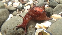 Aplysia concava