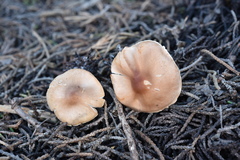 Lepiota neophana