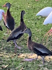 Dendrocygna autumnalis