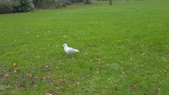 Chroicocephalus ridibundus