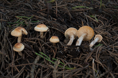 Lepiota neophana