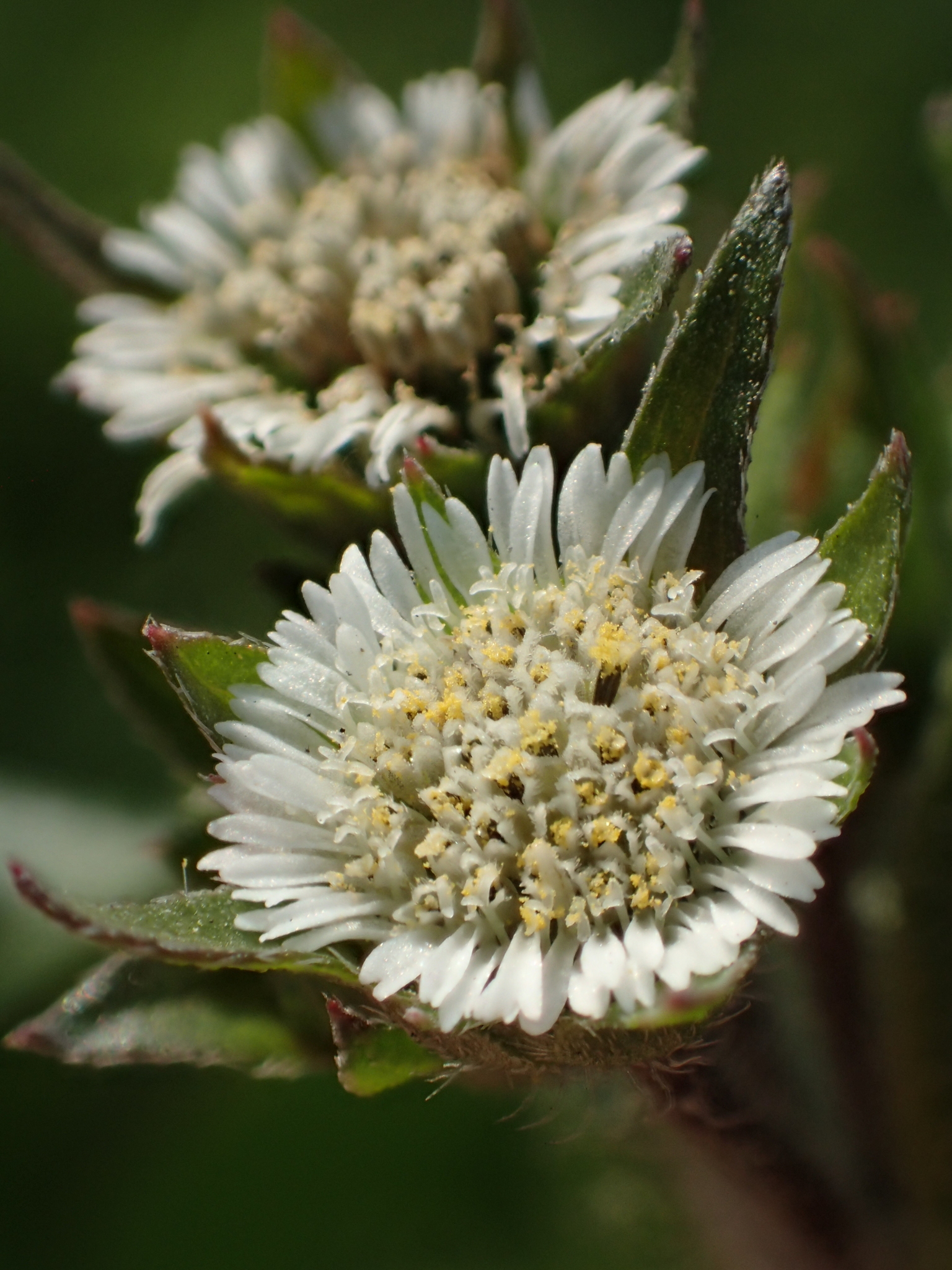 Eclipta prostrata