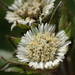 False Daisy - Photo (c) 葉子, some rights reserved (CC BY-NC), uploaded by 葉子