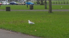 Chroicocephalus ridibundus