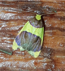 Heterallactis stenochrysa