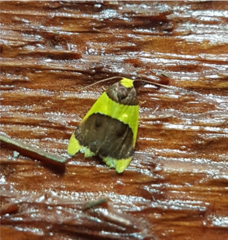 Heterallactis stenochrysa