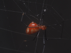 Argyrodes flavescens