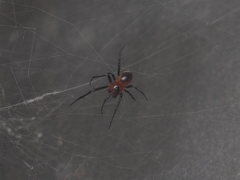 Nephilengys malabarensis