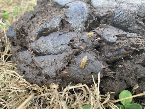 Unknown species found near Chesterfield, NJ, US