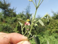 Abutilon mucronatum