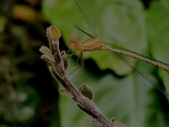 Lestes elatus