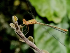 Lestes elatus