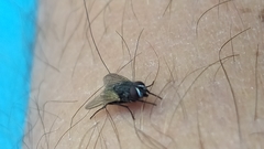 Musca domestica