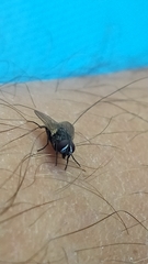 Musca domestica