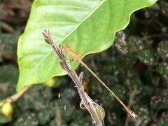 Lestes elatus