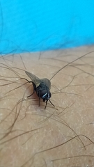 Musca domestica