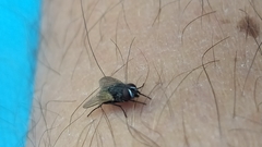 Musca domestica