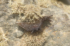 Aplysia concava