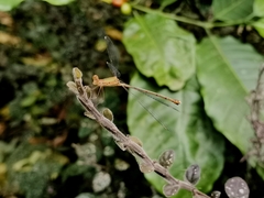 Lestes elatus