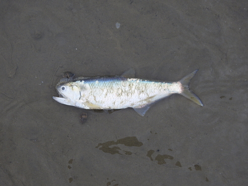 Malabar anchovy (Thryssa malabarica) — Engraulidae — 4