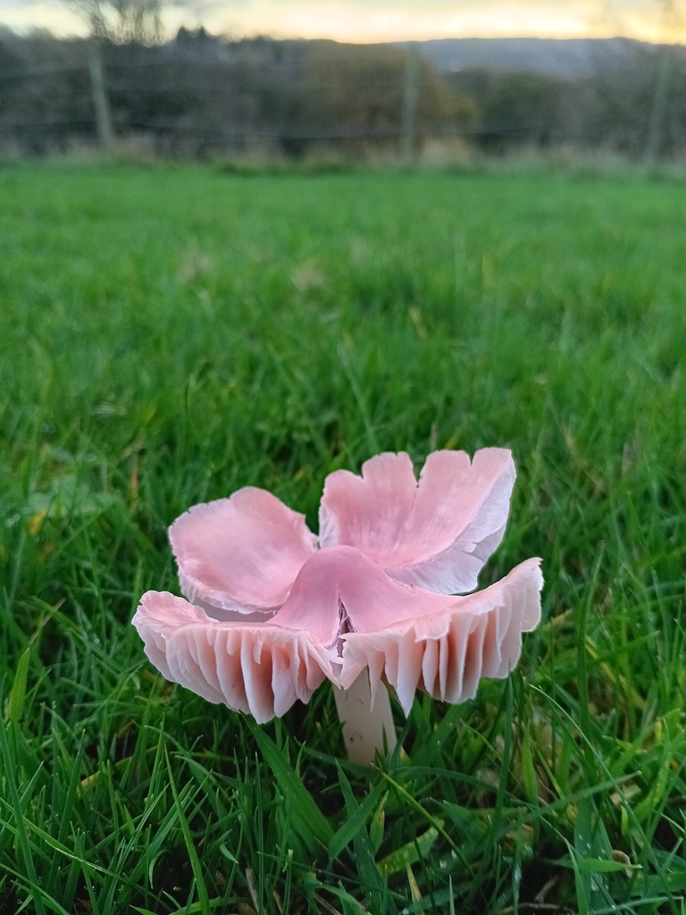 Porpolomopsis calyptriformis · November 2025 · photo: © considerthelilies (iNaturalist, cc-by)