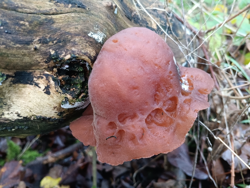 Auricularia auricula-judae · November 2025 · photo: © considerthelilies (iNaturalist, cc-by)