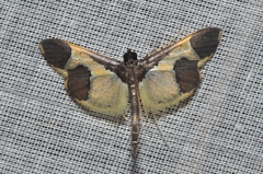 Syllepis