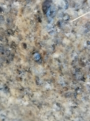 Echinolittorina leucosticta