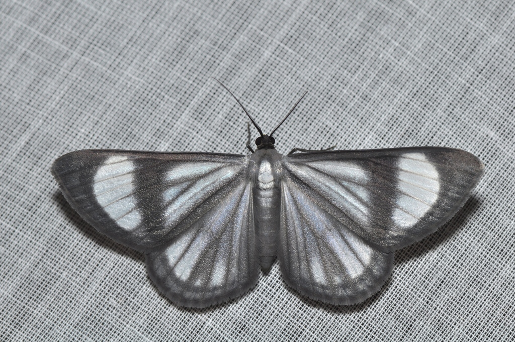 Perigramma famulata