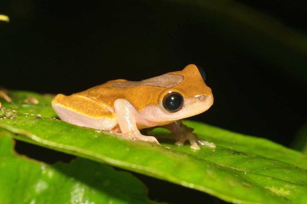 Triangle Treefrog